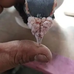 大鼻子信鸽鸽子活体一对幼鸽青年鸽成年鸽种鸽大小鸽子公母雌雄