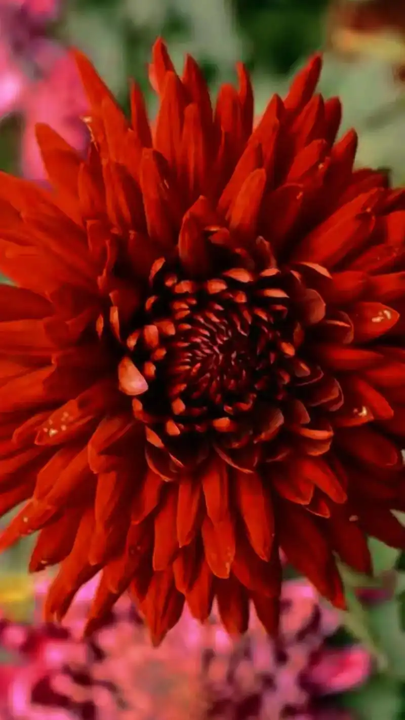 7315红色,喜庆的颜色,红色菊花的花语寓意为喜庆.