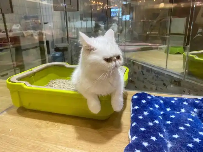 商场里的宠物店