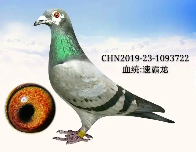 速霸龙双雌722_贵州鹏程鸽业_ag188.com爱鸽商城_中国信鸽信息网