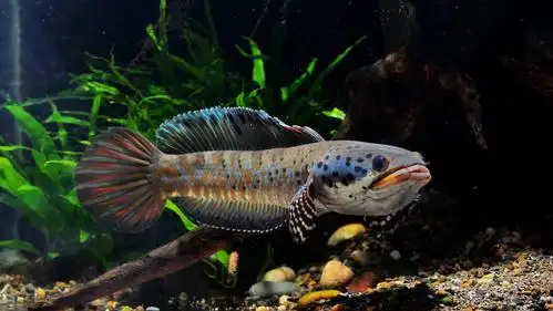 幻彩蓝宝石雷龙 - 重庆鱼友俱乐部 - cta南美水族 - powered by