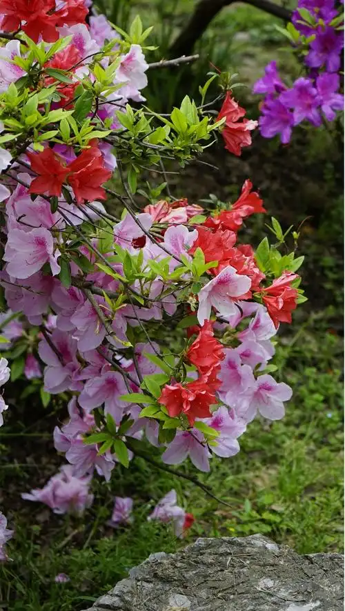 【发现春之美】谷雨赏花:玄武湖畔  杜鹃绽放