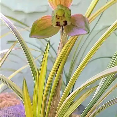 春剑万寿锦荷 - 中国兰花交易网