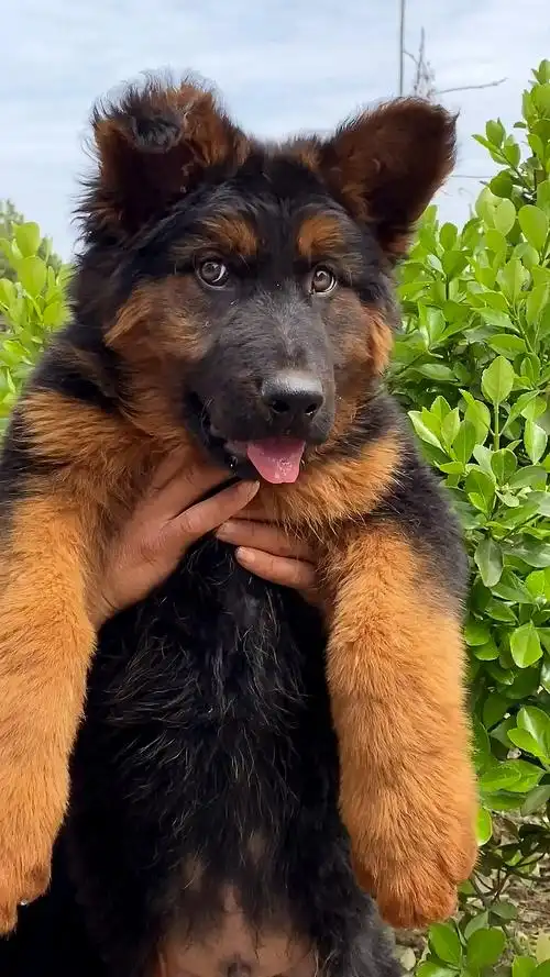 小小爱宠萌化你#小德牧犬的表情挺丰富啊.