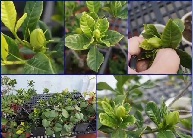 置放场地:栀子花的最佳生长温度是在16-1