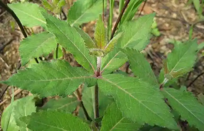 云南沙参病虫防治