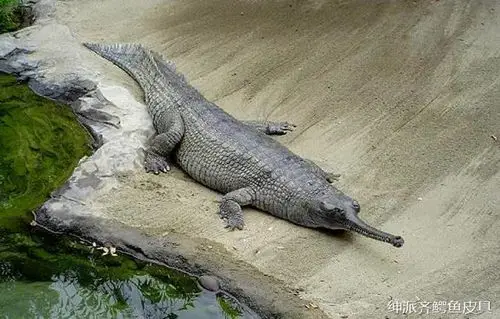 01.食鱼鳄:世界上公认的23种鳄鱼分类如下