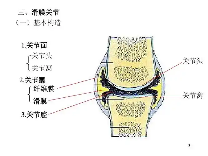 关节面 关节头 关节窝 2.关节囊 纤维膜 滑膜 3.关节腔 关节头 关节窝