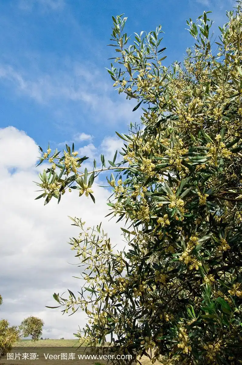 橄榄树开花