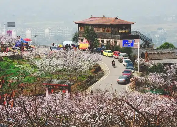 赏杏花 住房车 青白江福洪杏花节25日开幕