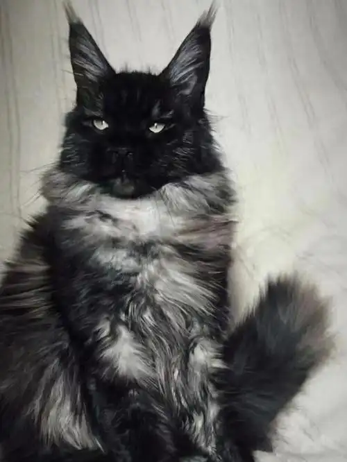 Девочка 9710 месяцевns女孩10个月#缅因猫  #缅因