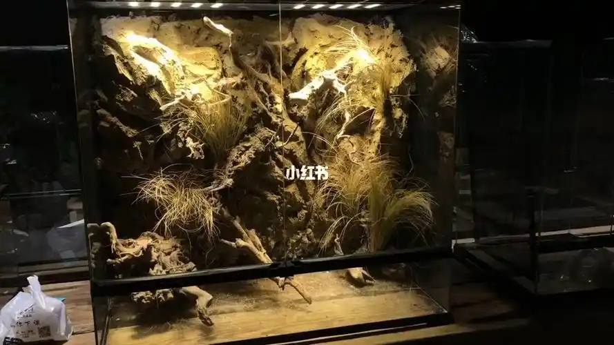 适合小型爬宠,沙漠风格,非常自然#生态缸  #雨林缸  #爬宠  #爬宠造景