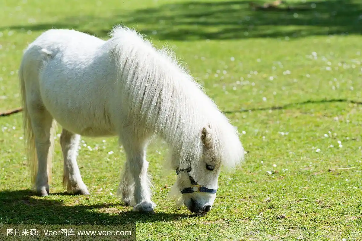 在草地上吃草的小白马