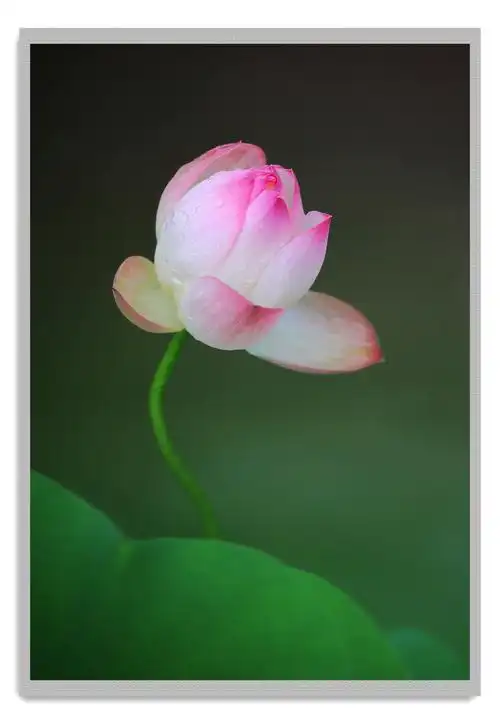 【首发】佛教与莲花(二)