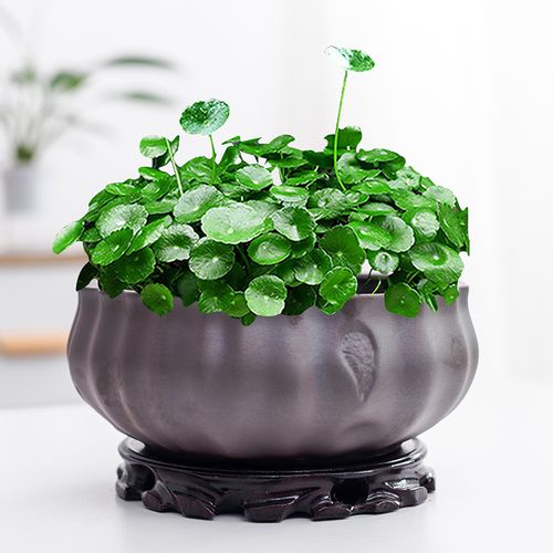 紫砂托盘铜钱草水花盆金钱专用陶瓷大号简约花盆