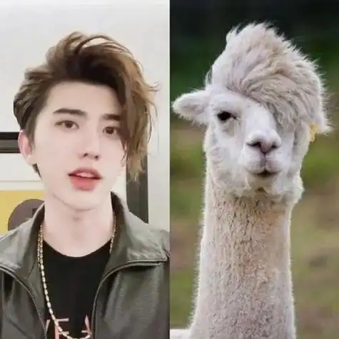 回顾撞脸动物的明星王一博还能忍看到易烊千玺简直是神似