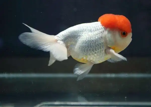 最难养的金鱼有哪些十大难养的金鱼品种