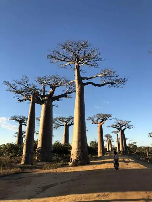 全球猴面包树大揭秘你所知道的我这里都有