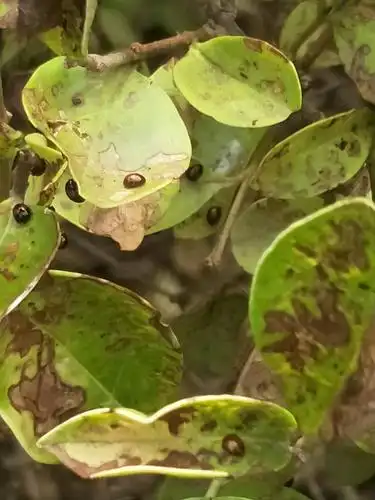 这是什么虫,危害大不?金叶女贞上的