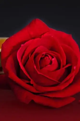 红玫瑰,书,浪漫 iphone 壁纸