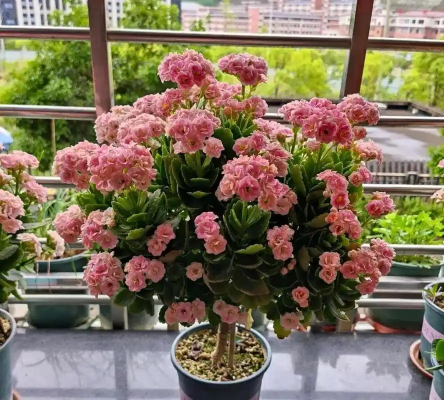 长寿花老桩开花少,可以这样做,以后蹭蹭长满花苞!