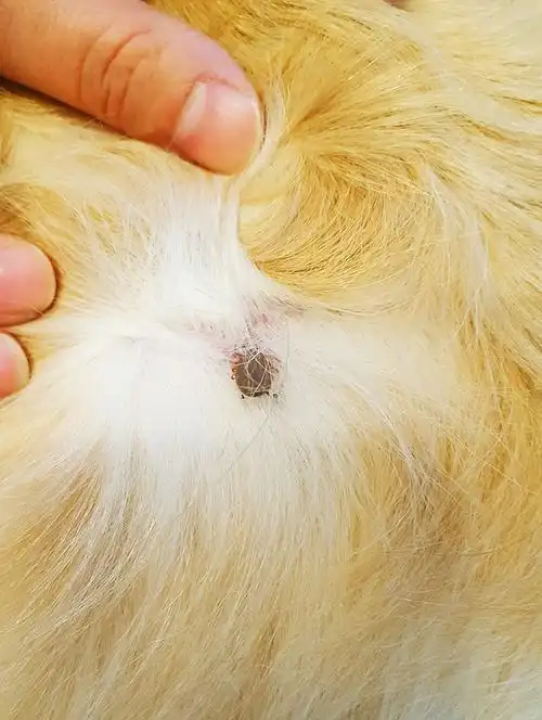 狗狗被蜱虫叮咬怎么办宠物医生亲手示范抓虫过程