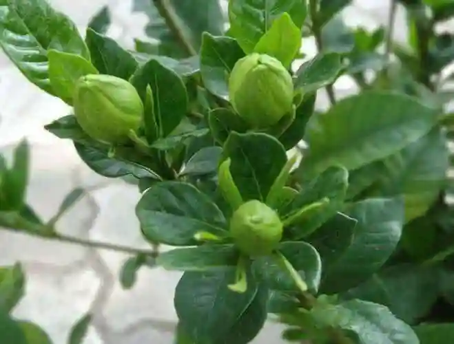 栀子花长花苞期间,到底能不能给它施肥,又该施什么肥?