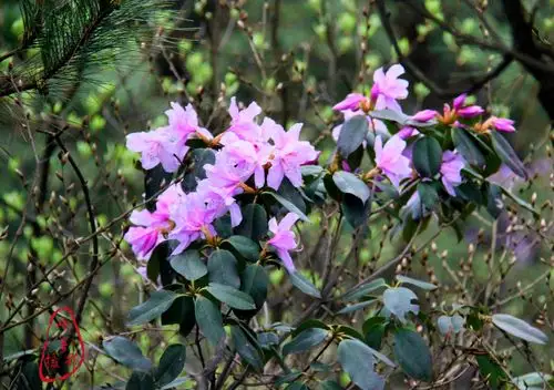 桂北黄花岭的鹿角杜鹃花