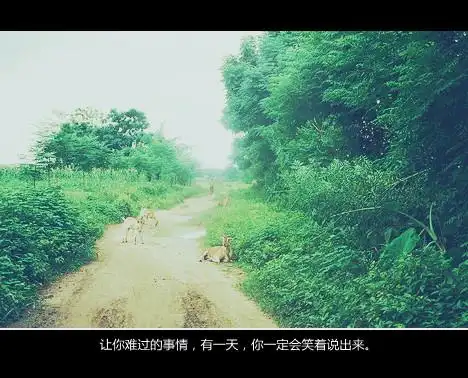 就是下面有一行字的这种