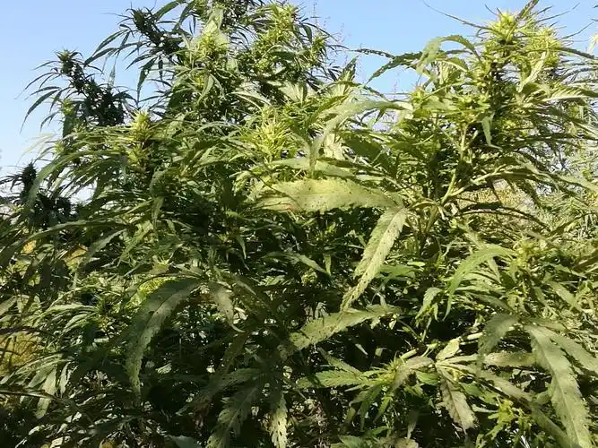 火麻,原始的呼唤!(农业篇10)