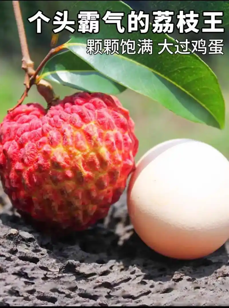 海口火山荔枝王