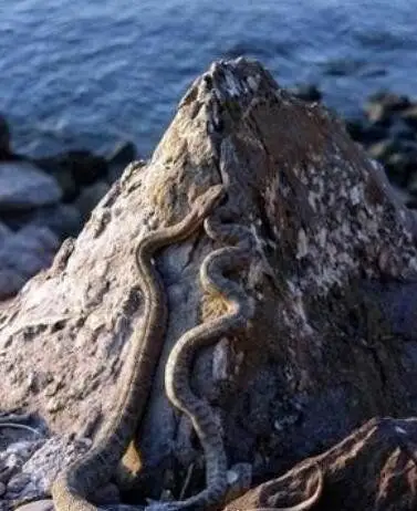 世界十大恐怖蛇岛排名巴西蛇岛每平米9条蛇被称为人间地狱