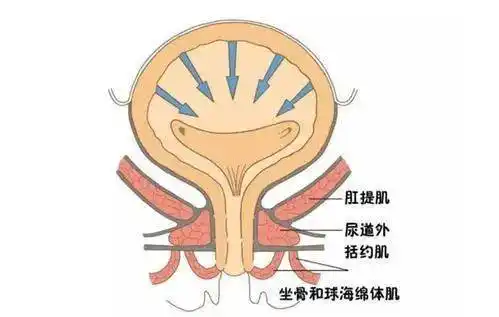 肛门_疾病_年轻人