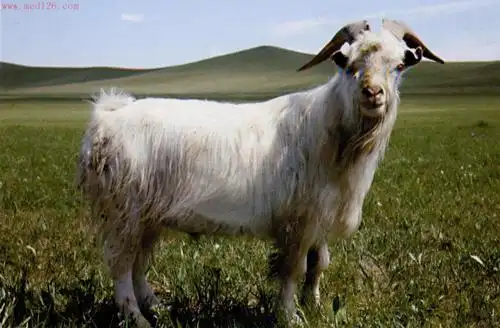 全国家养动物品种信息标准化乌珠穆沁白山羊品种简介