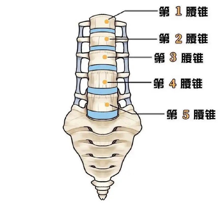 我们人体有5个腰椎,椎体与椎体之间有一个柔软而富有弹性的组织,臼乔