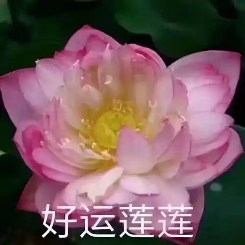 中老年沙雕头像