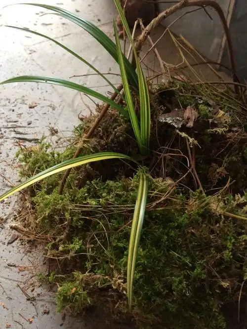 这样的变异兰花价格