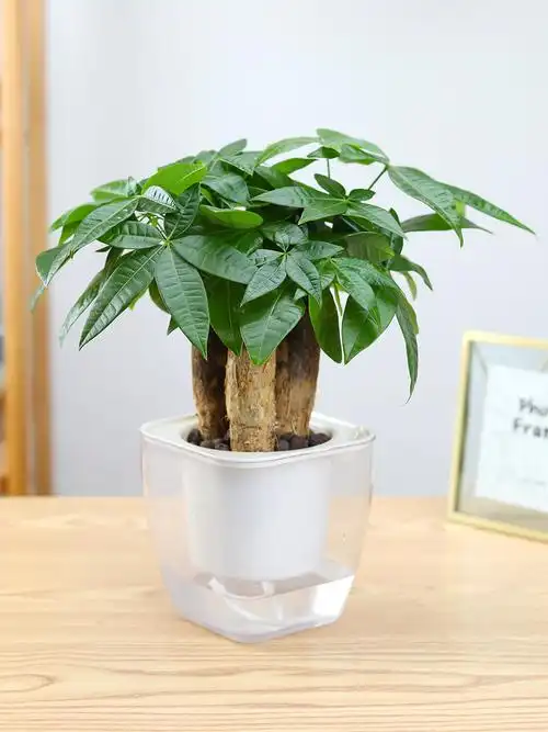 发财树三株盆栽办公室内绿植独干桌面植物盆景客厅花卉-mc母婴网