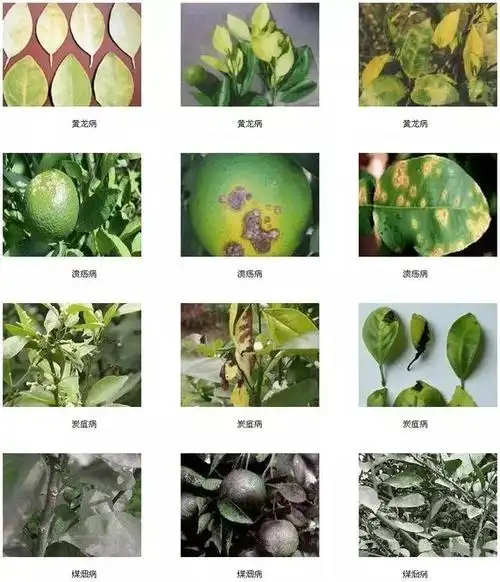常见的柑橘病虫害图谱