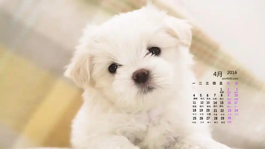 2016年4月日历可爱的白色小狗壁纸
