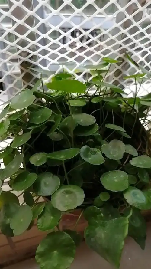 阳台上茂盛的金钱草