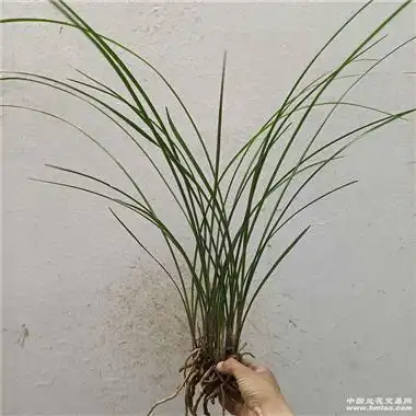 细叶惠兰 - 中国兰花交易网