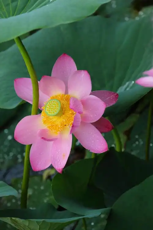 出水芙蓉洁如玉,娇柔淡雅不寻常—白鱼泡荷花塘侧记