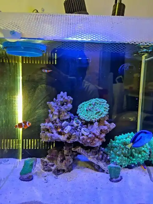 新手开缸下海难民的40背滤海缸养鱼小故事