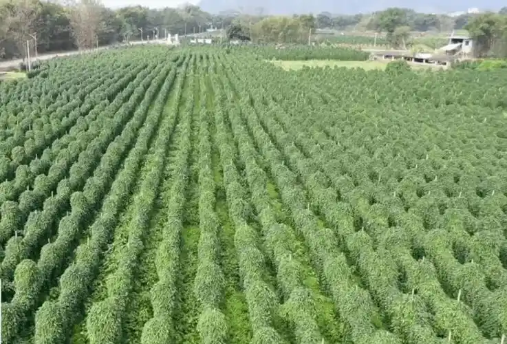 加上丘陵山区昼夜温差大等得天独厚的自然环境,非常适宜优质淮山种植