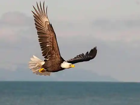 白头鹰,翱翔,上方,深海,蓝天背景,鹰