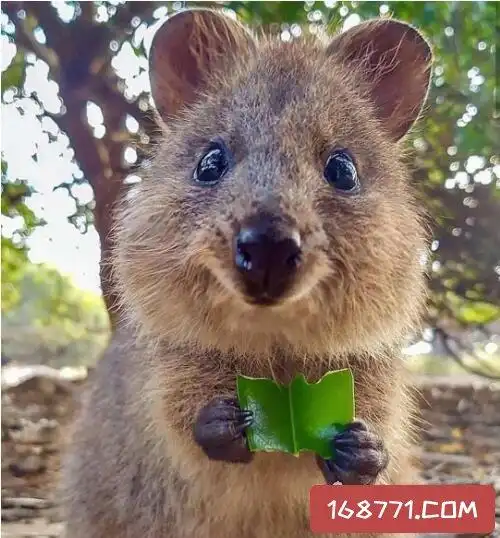 世界上最小的袋鼠袋鼠是一种很奇特的有袋动物