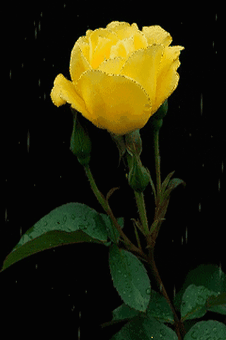 gif# #鲜花# #玫瑰# 灬铃兰灬采集