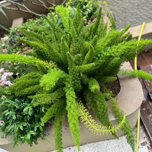 狐尾天门冬500元入手的被坑了吗