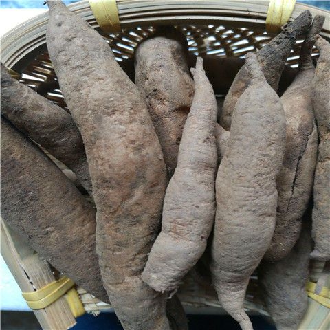 北京同仁堂 宝天曼野生天冬新鲜天门冬天冬泡酒新鲜野生货中药材 3 斤